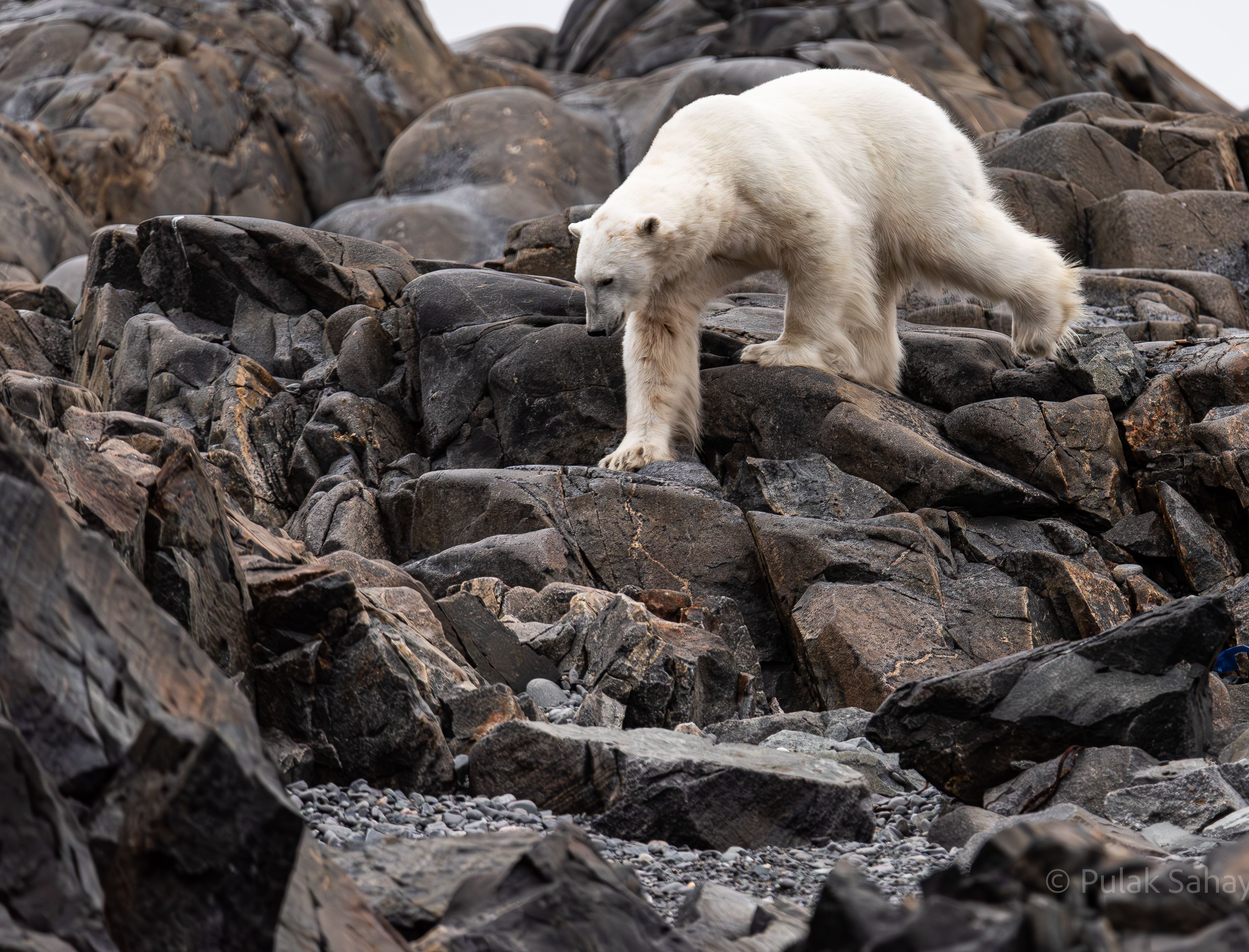Polar bear climbing down